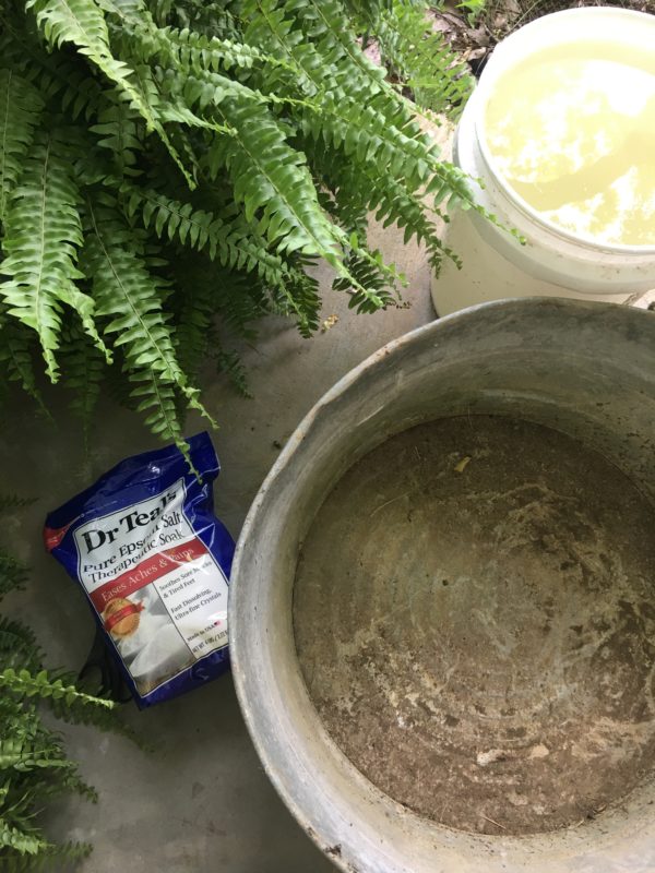 epsom salt for ferns